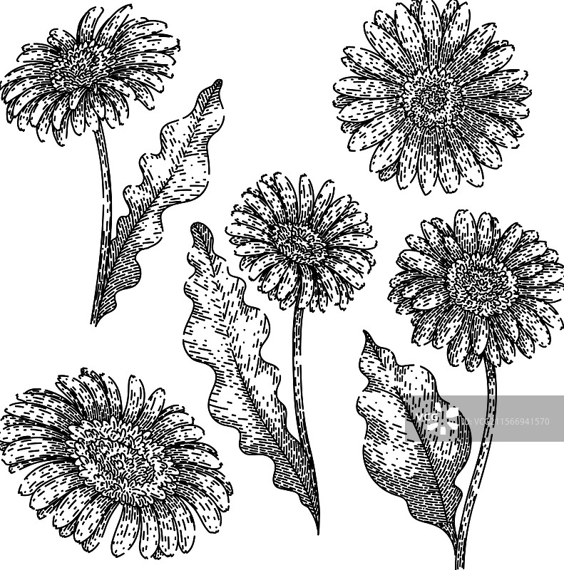 手绘非洲菊花束素描图片素材