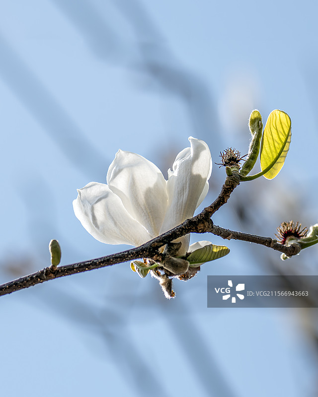 北京颐和园乐寿堂前的白色玉兰花图片素材