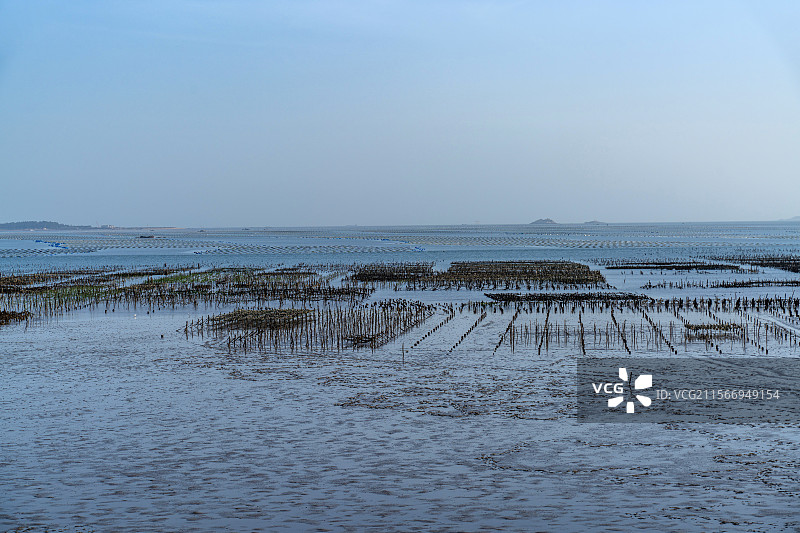 滩涂上的海蛎养殖场图片素材