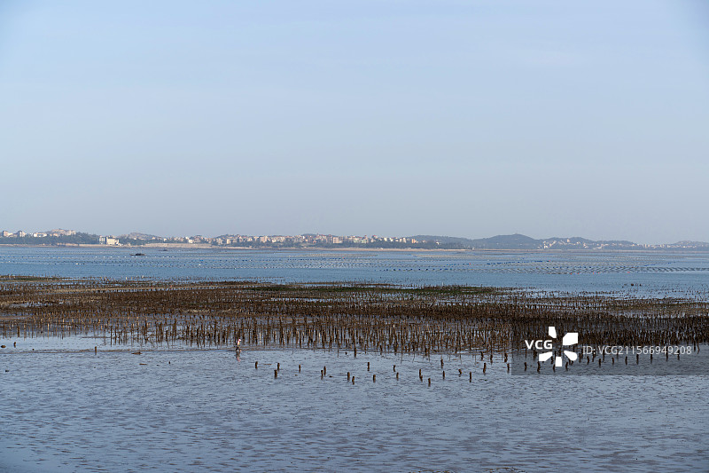 滩涂上的海蛎养殖场图片素材