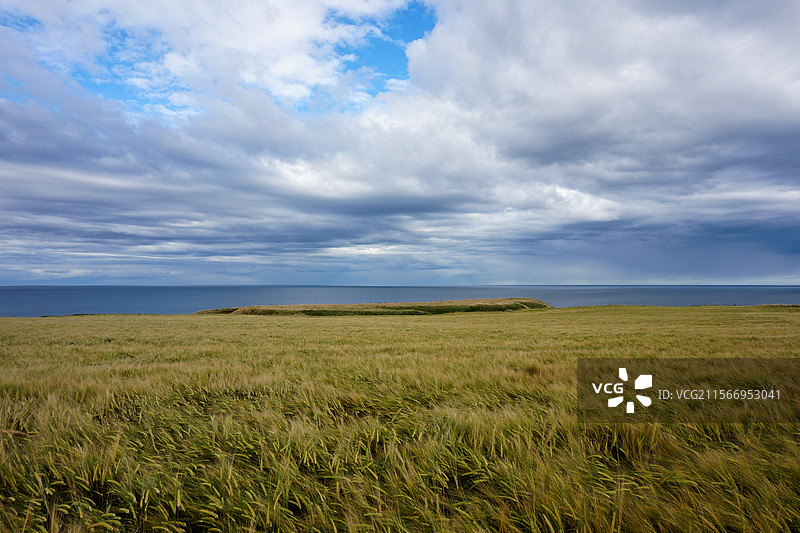 乌云之下英国苏格兰东海岸边的大片草场随风飘荡图片素材