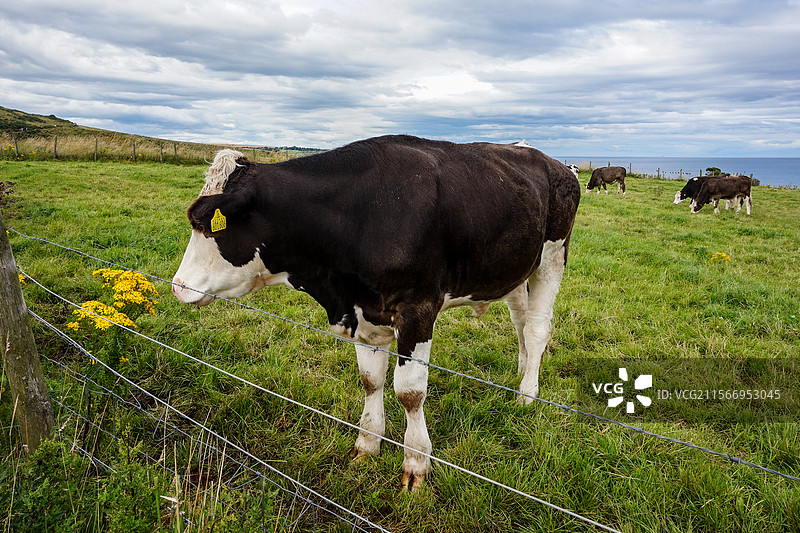 英国苏格兰东海岸边饲养的奶牛图片素材