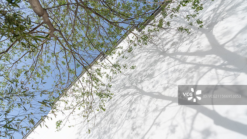 阳光树影唯美空镜图片素材