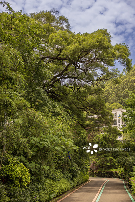 森林步道图片素材
