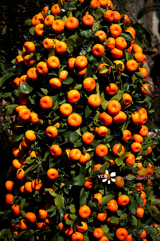 橘子熟了图片素材