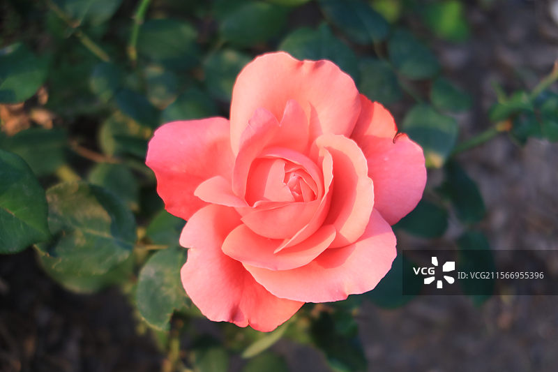 奥林匹克森林公园图片素材