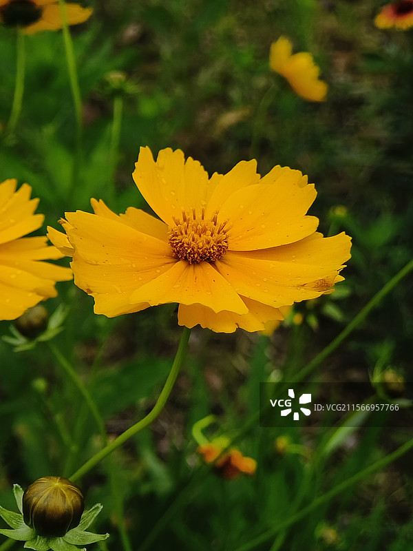 湖南岳阳·张谷英景区·金鸡菊图片素材
