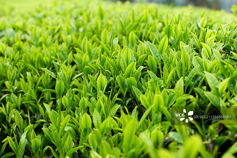 茶叶茶园明前茶图片素材