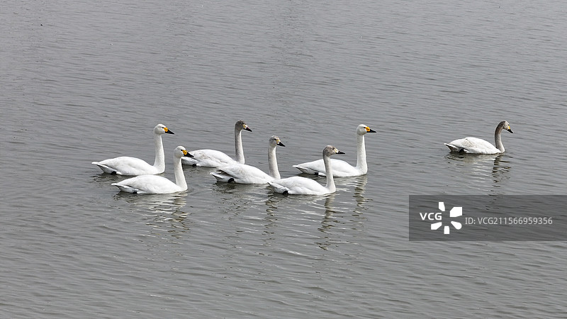 天津七里海湿地春天小天鹅图片素材