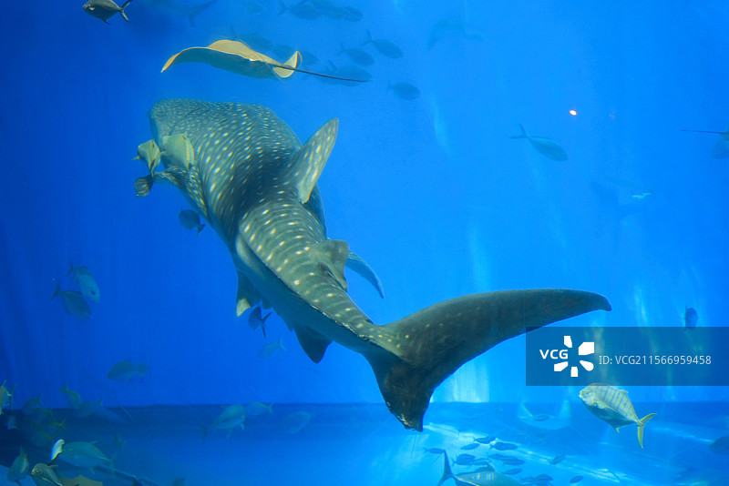 日本国冲绳县国头郡本部町海洋博公园旅游目的地美丽海水族馆图片素材