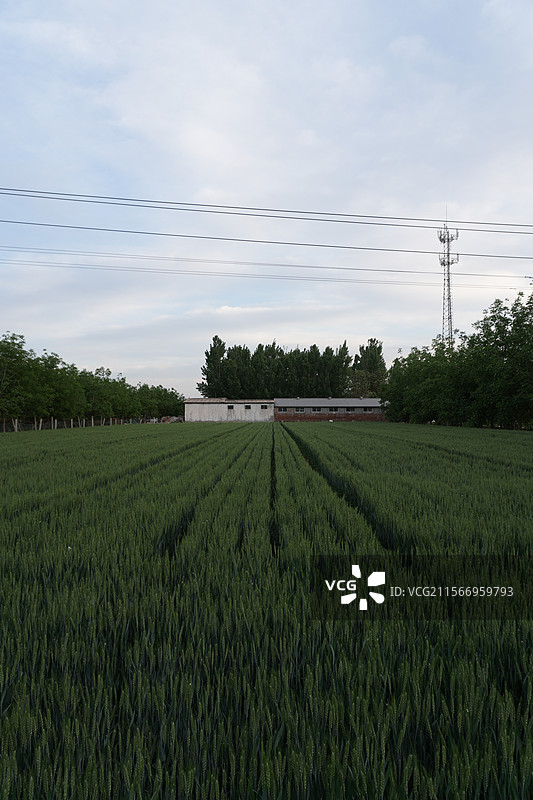 春日中一小片的麦子地图片素材