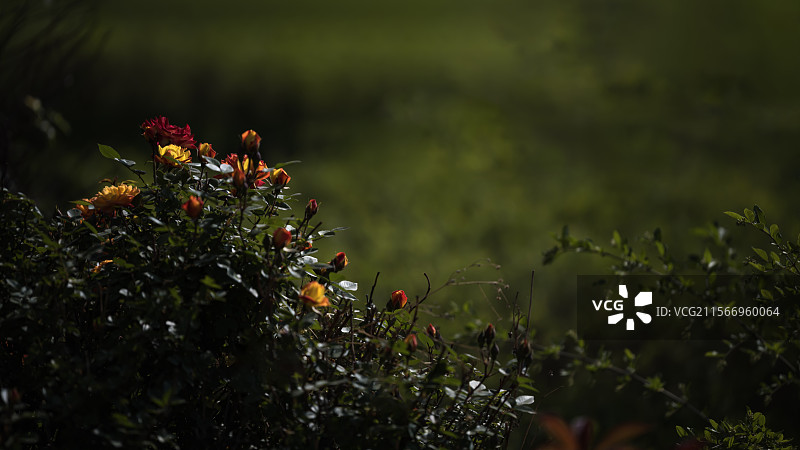 采花集《18》图片素材