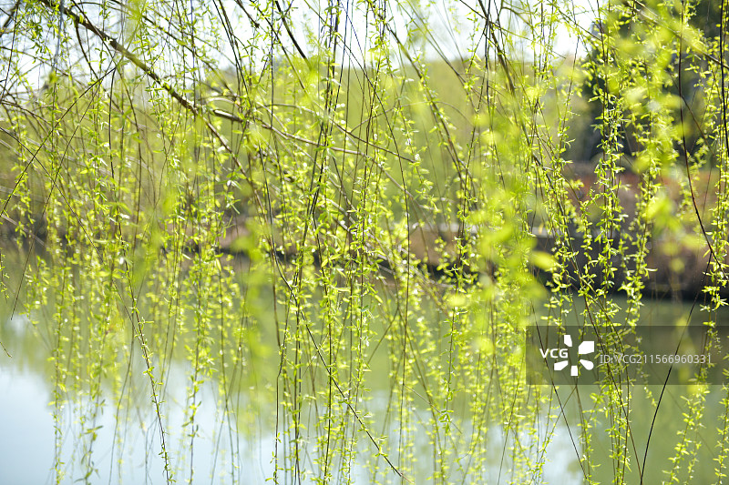 春天河流垂柳发芽图片素材