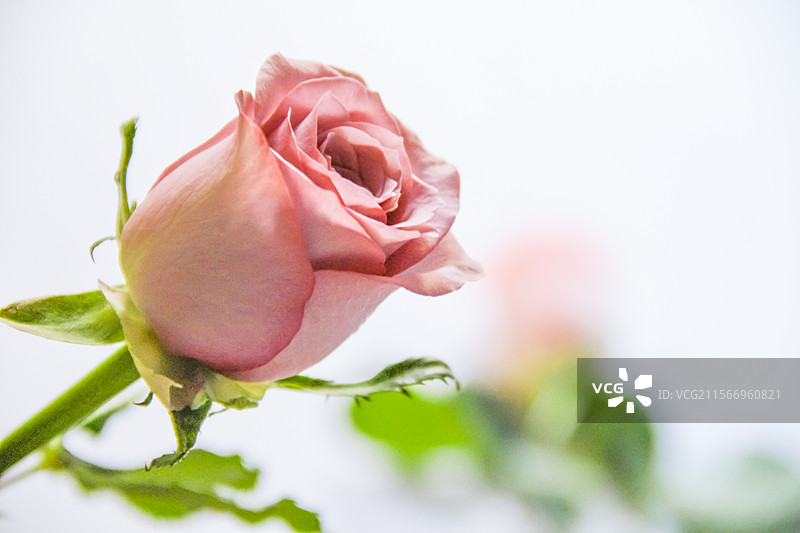 玫瑰花图片素材