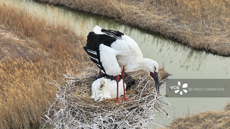 天津北大港湿地春天东方白鹳配偶孵蛋图片素材