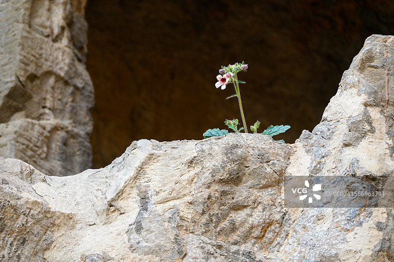 河南省洛阳市龙门石窟岩石缝隙中的生命之花图片素材
