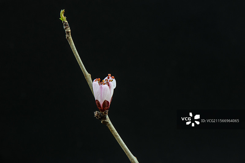 暗色黑色背景的一枝桃花图片素材