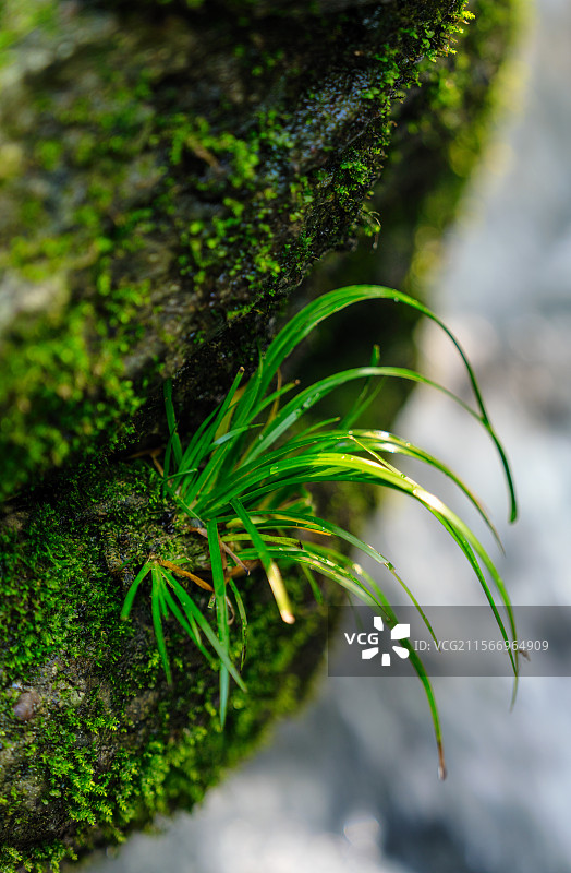 岩石上苔藓的特写镜头图片素材