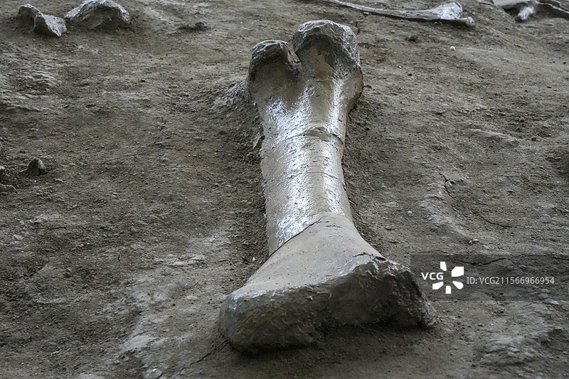 山东诸城市恐龙地质公园化石群恐龙骨头肱骨图片素材