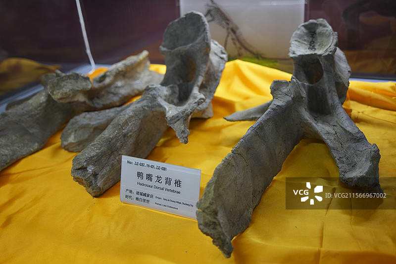 山东诸城市恐龙地质公园化石群恐龙鸭嘴龙脊椎图片素材