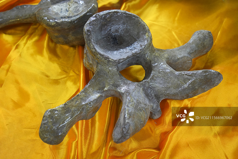 山东诸城市恐龙地质公园化石群恐龙鸭嘴龙颈椎图片素材