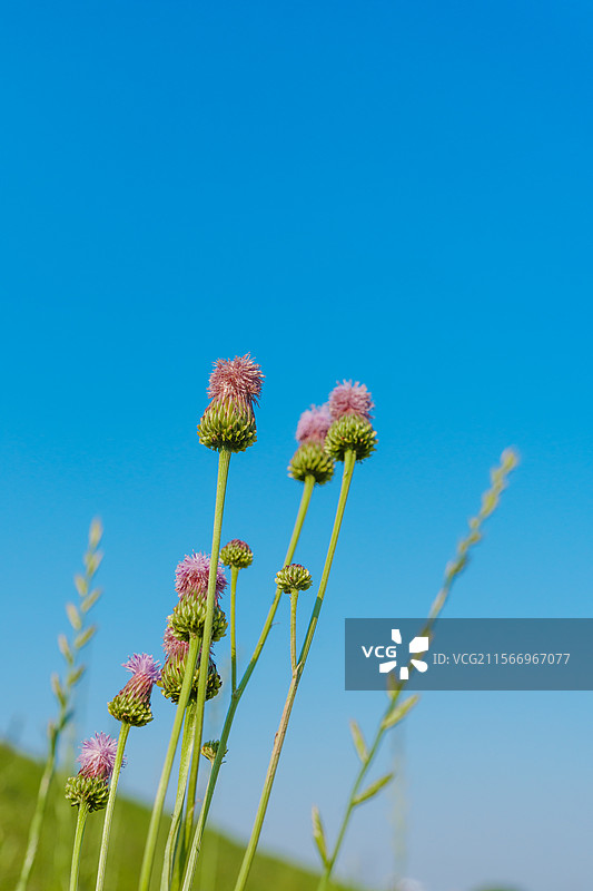 蓝天下粉红色开花植物 泥胡菜花对着天空 路边野花图片素材