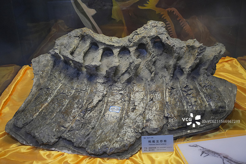 山东诸城市恐龙地质公园化石群恐龙骨头图片素材