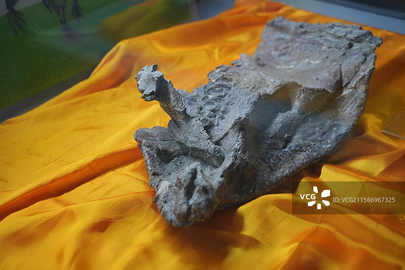 山东诸城市恐龙地质公园化石群恐龙角龙头骨图片素材