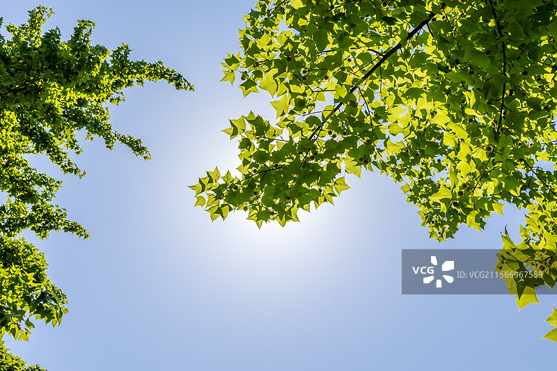 初夏嫩绿的枫香树枝与果实图片素材