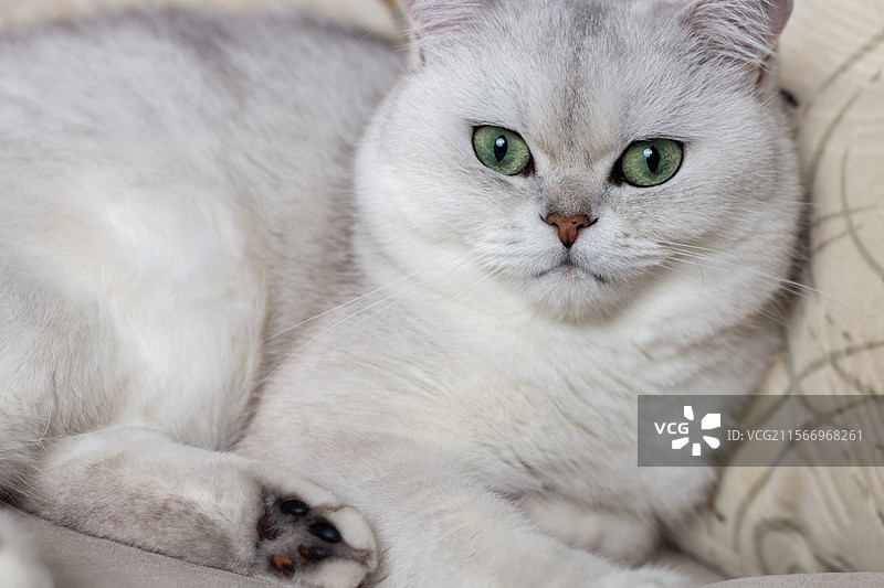 沙发上的白色银渐层宠物猫图片素材