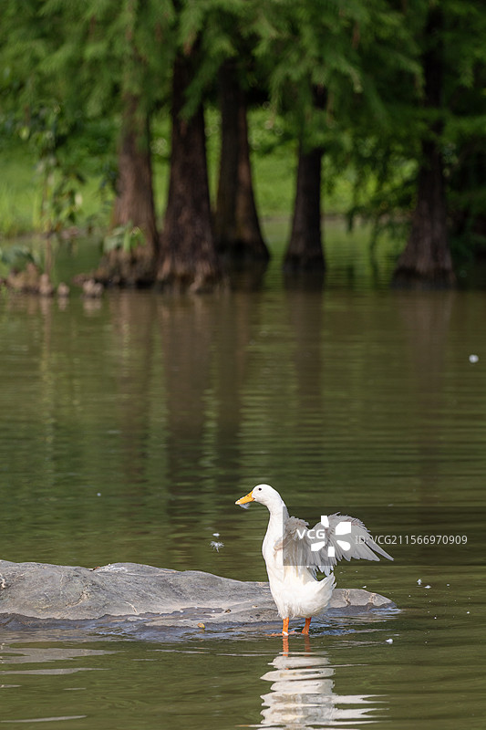 春天广州海珠湖中的白鹅图片素材