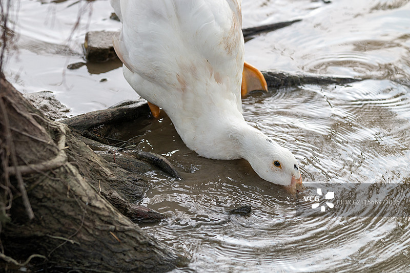 喝水的白鹅特写图片素材