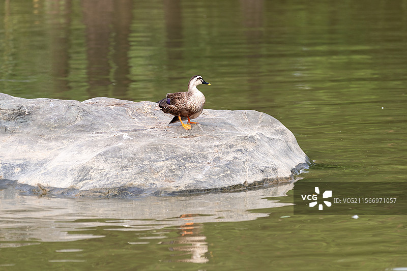 春天广州海珠湖的鸭子图片素材