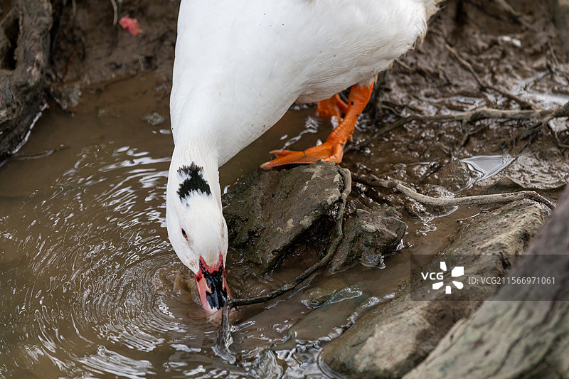 喝水的白鹅特写图片素材