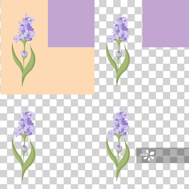 一枝紫色薰衣草花无缝图案图片素材