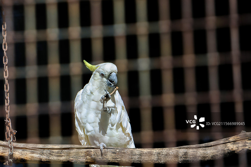 笼中的鹦鹉图片素材