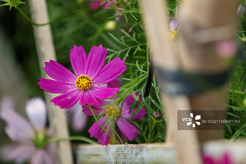 广州海珠湖春天盛开的的波斯菊花海图片素材