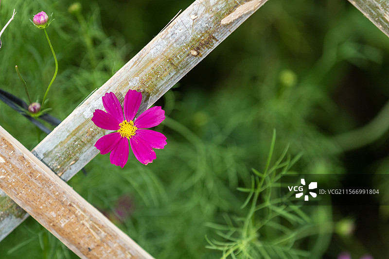 广州海珠湖春天盛开的的波斯菊花海图片素材