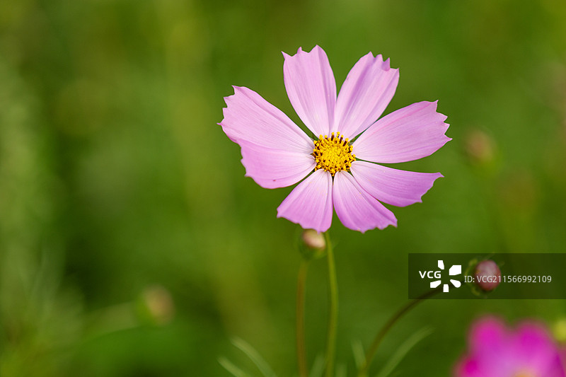 广州海珠湖春天的波斯菊花海图片素材