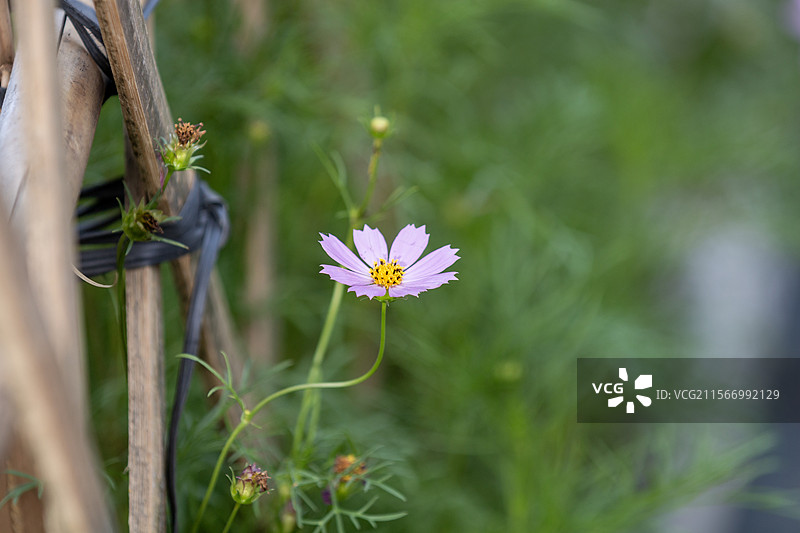 广州海珠湖春天的波斯菊花海图片素材