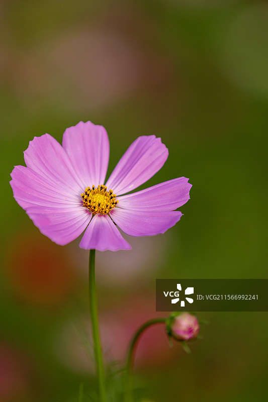 广州海珠湖春天的波斯菊花海图片素材