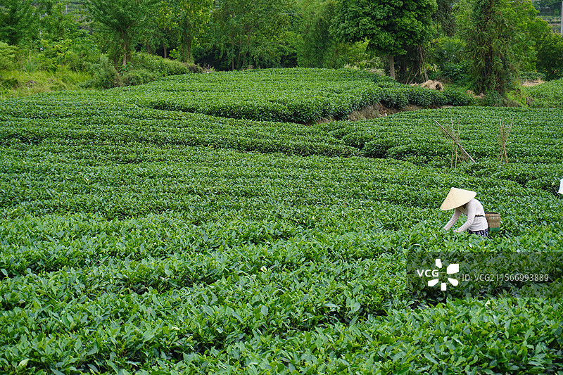 采茶图片素材