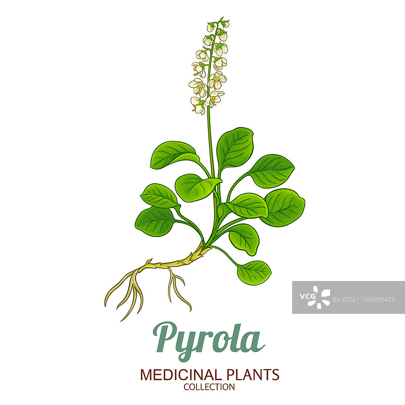 彩色详细的白花草植物图片素材