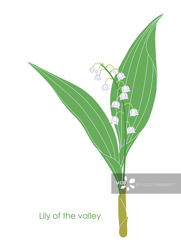 简单的铃兰花朵孤立在上面图片素材