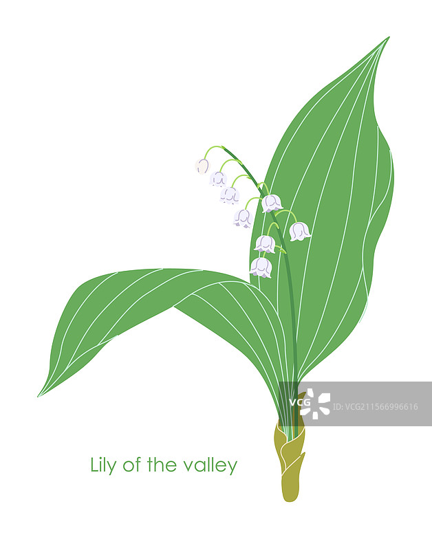 简单的铃兰花朵孤立在图片素材