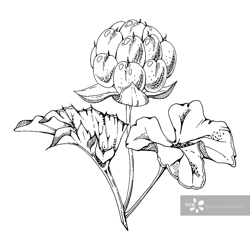 云莓和覆盆子与植物叶子在茎上图片素材