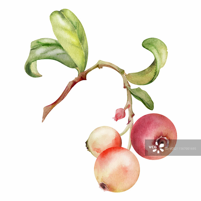 越橘和蔓越莓在带绿叶的枝条上图片素材