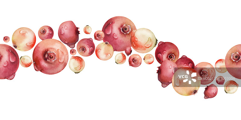 手绘的越橘和蔓越莓水彩画图片素材