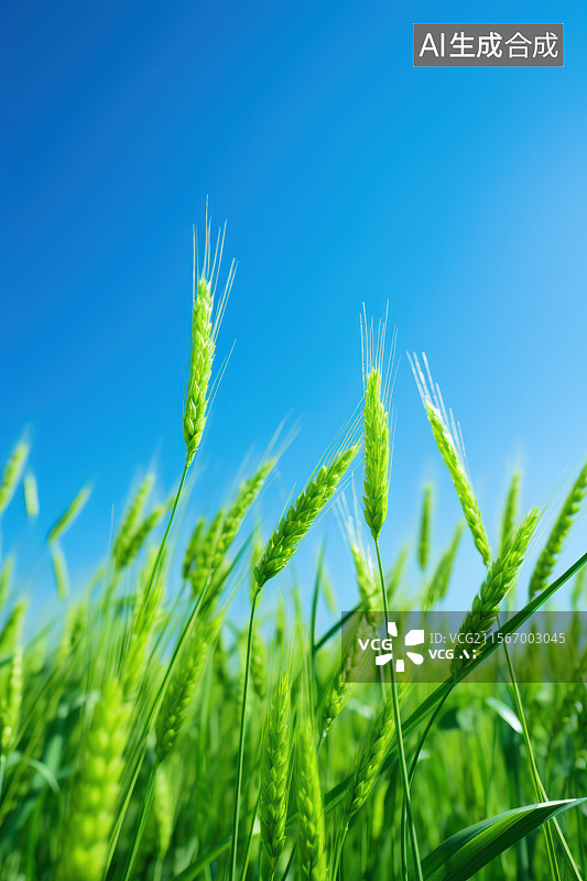 【AI数字艺术】麦田里的绿色小麦图片素材