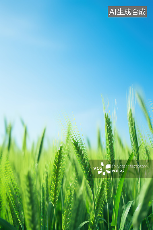 【AI数字艺术】麦田里的绿色小麦图片素材